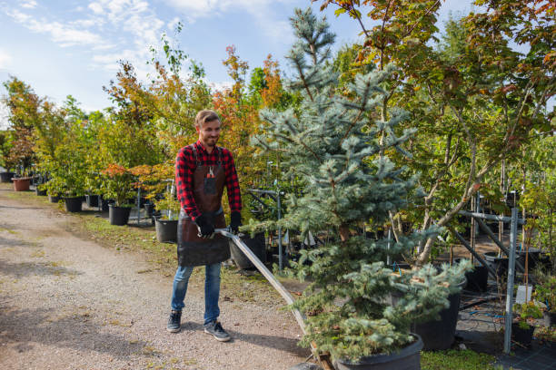 Best Tree Root Removal  in Jonesville, NC